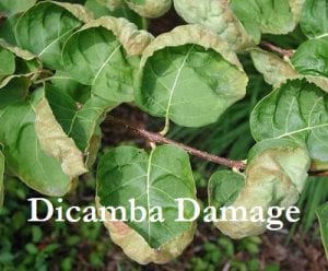 Dicamba